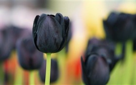 Flores tulipa preto close-up HD Papéis de Parede