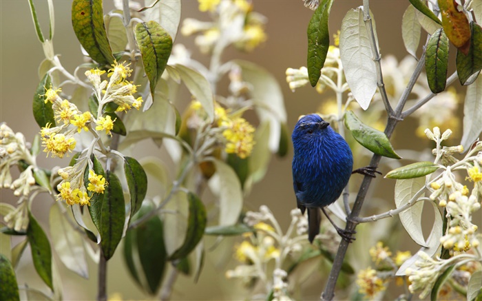 Tanager Azul-e-preto, pássaros, Peru Papéis de Parede, imagem