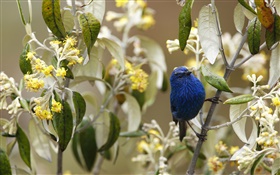 Tanager Azul-e-preto, pássaros, Peru HD Papéis de Parede
