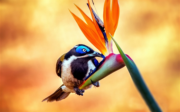 Blue-faced pássaro honeyeater, néctar, flor Papéis de Parede, imagem