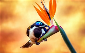 Blue-faced pássaro honeyeater, néctar, flor