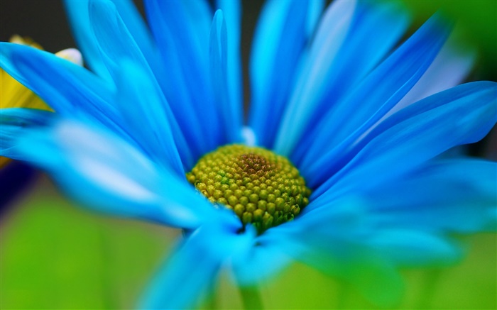 Flor azul pétalas macro Papéis de Parede, imagem