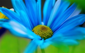Flor azul pétalas macro HD Papéis de Parede