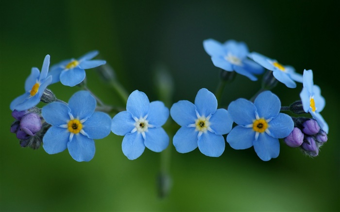 Flores azuis, esqueça-me Papéis de Parede, imagem