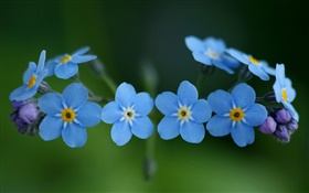 Flores azuis, esqueça-me HD Papéis de Parede