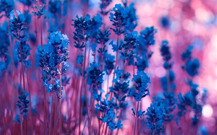 Flores de lavanda azul close-up Papéis de Parede, imagem