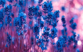 Flores de lavanda azul close-up HD Papéis de Parede