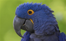 Cabeça do papagaio azul close-up HD Papéis de Parede