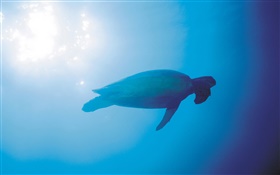 Azul do mar, tartarugas, subaquático, raios de sol HD Papéis de Parede