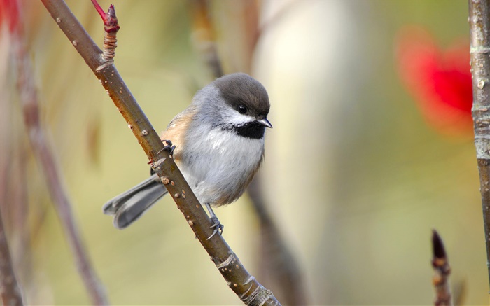 Chickadee boreal, galhos, Canadá Papéis de Parede, imagem