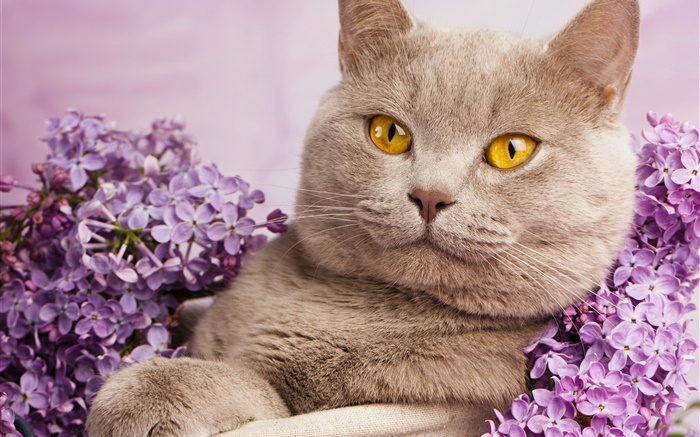 Shorthair britânico, olhos amarelos, gato com flores Papéis de Parede, imagem