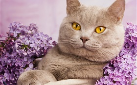 Shorthair britânico, olhos amarelos, gato com flores HD Papéis de Parede
