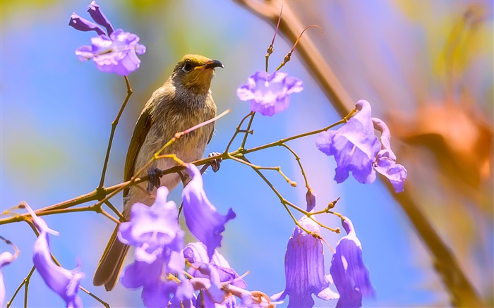 honeyeater marrom pássaro, flores jacaranda Papéis de Parede, imagem