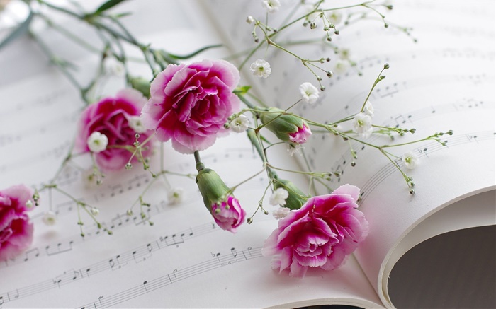 Cravos, flores cor de rosa, livro Papéis de Parede, imagem