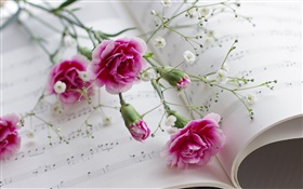 Cravos, flores cor de rosa, livro