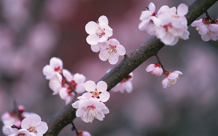 Flores de cerejeira de florescência, galhos Papéis de Parede, imagem