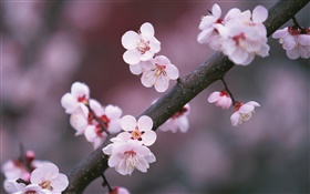 Flores de cerejeira de florescência, galhos