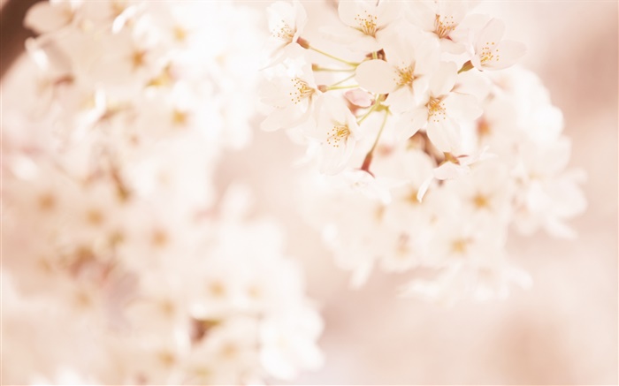 Flores de cerejeira, embaçada Papéis de Parede, imagem