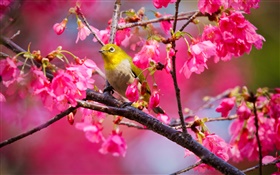 Árvore de cereja, flores, pássaro HD Papéis de Parede