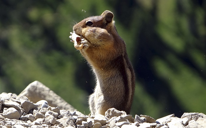 esquilo comer alimentos Papéis de Parede, imagem