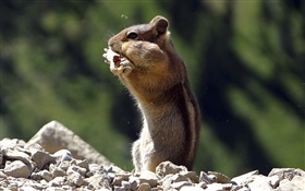 esquilo comer alimentos