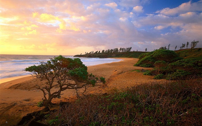 Costa, mar, praia, grama, areia, árvores, nuvens, nascer do sol Papéis de Parede, imagem