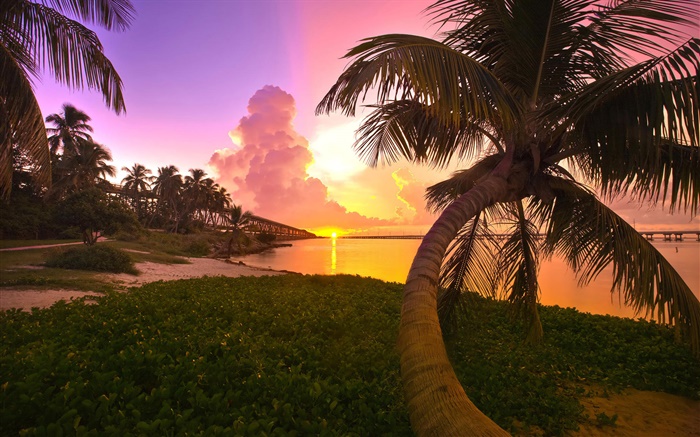Costa, mar, ponte, palmeiras, nascer do sol Papéis de Parede, imagem