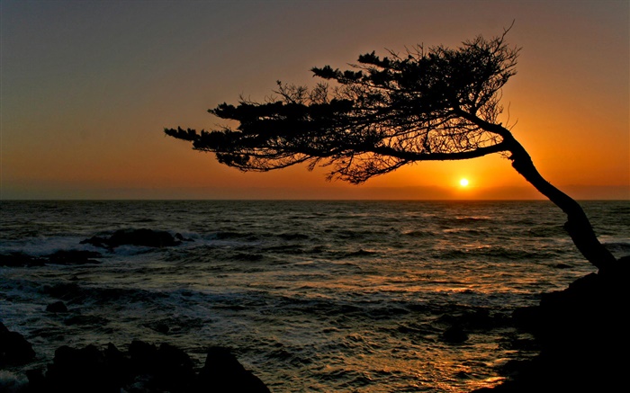 costeira, uma árvore, silhueta, pôr do sol Papéis de Parede, imagem