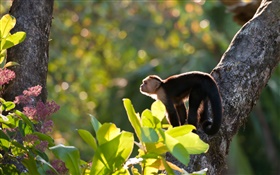 Costa Rica, macaco, floresta HD Papéis de Parede