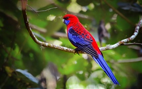Papagaio de Rosella carmesim HD Papéis de Parede