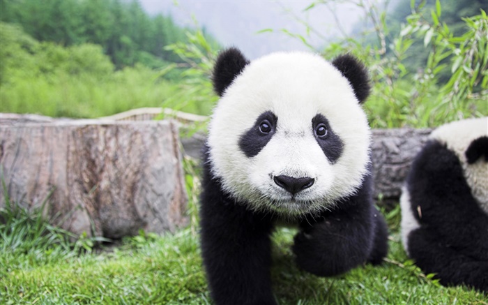 Animais bonitos, cores branco preto, panda Papéis de Parede, imagem