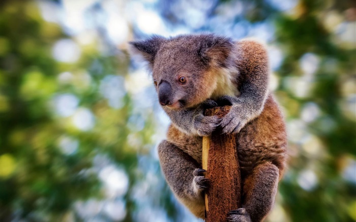 Koala peludo bonito, bokeh Papéis de Parede, imagem