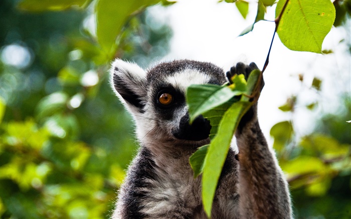 lemur bonito Papéis de Parede, imagem