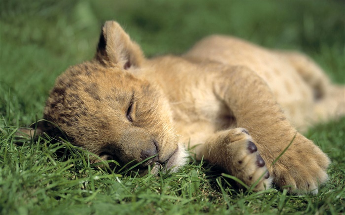 Pouco sono bonito do leão Papéis de Parede, imagem
