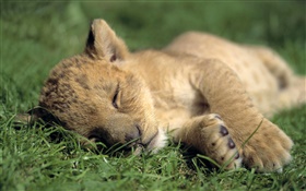 Pouco sono bonito do leão