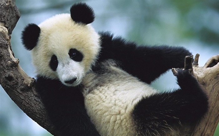panda bonito Papéis de Parede, imagem