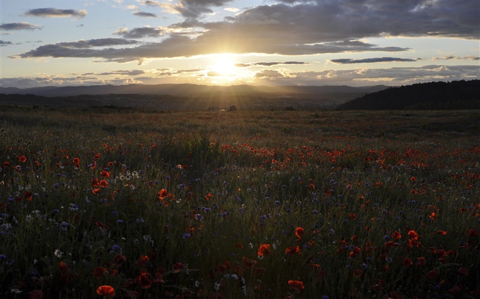 Margaridas, cornflowers, papoilas, pôr do sol, na Escócia, Reino Unido Papéis de Parede, imagem