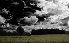 Nuvens escuras, árvores, campos agrícolas HD Papéis de Parede