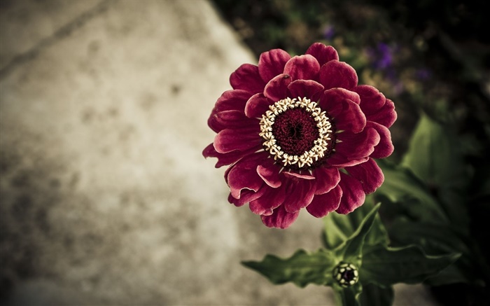 Roxo escuro flor close-up Papéis de Parede, imagem