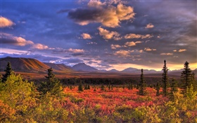 Denali National Park, Alaska, EUA, nuvens, crepúsculo, grama