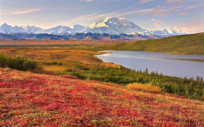 Denali National Park, Alaska, EUA, grama, lago, montanhas Papéis de Parede, imagem