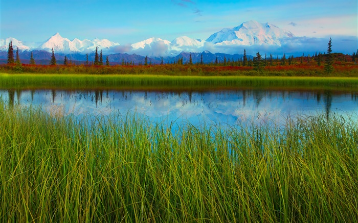 Denali National Park, Alaska, EUA, lago, grama, árvores Papéis de Parede, imagem