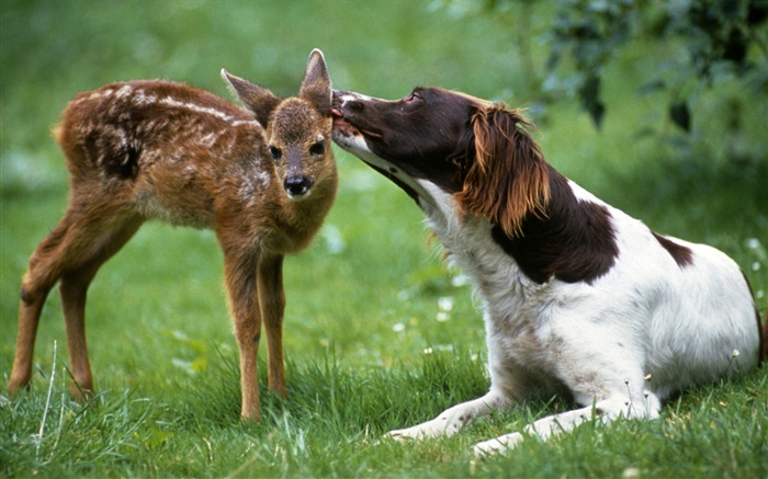 Cão com cervos Papéis de Parede, imagem