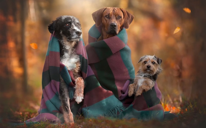 Cães família, outono Papéis de Parede, imagem