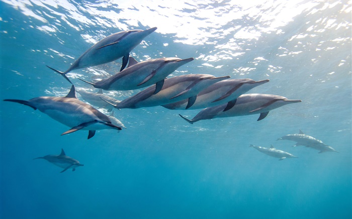 golfinho, Havaí, oceano, mar azul Papéis de Parede, imagem