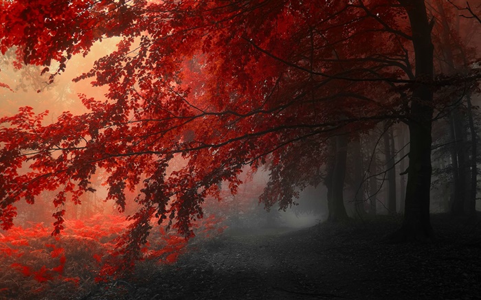 Anoitecer, outono, floresta, folhas vermelhas Papéis de Parede, imagem