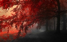 Anoitecer, outono, floresta, folhas vermelhas HD Papéis de Parede