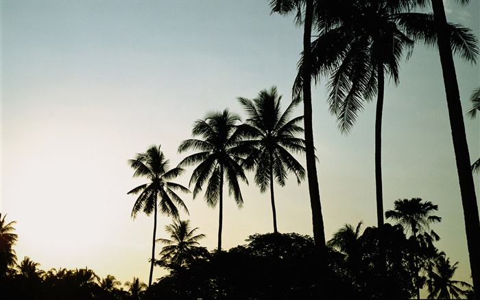 Crepúsculo, nivelamento, palmeiras, silhueta Papéis de Parede, imagem