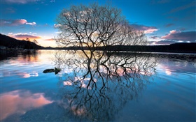 Anoitecer, árvores no lago, reflexão da água, pôr do sol