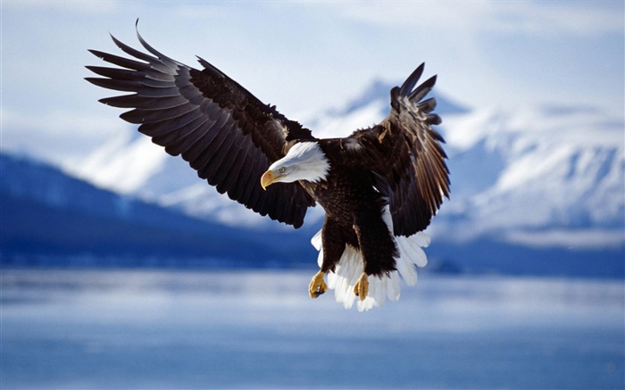 Mosca águia, asas, lago Papéis de Parede, imagem